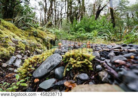 Amazing Selection Small Plants,small Brown Fungi And Mosses In Micro-landscape On Southern Alps Rain