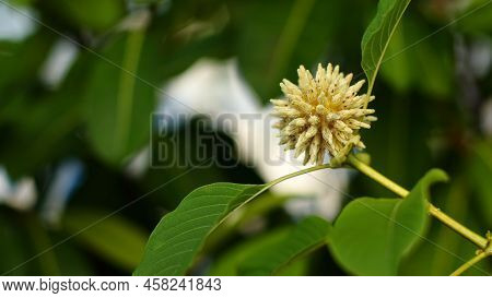 Mitragyna Speciosa Korth (kratom)  Flower On Branch