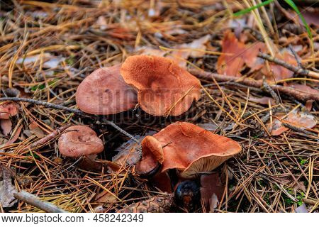 Saffron Milkcap Or Pine Mushrooms (lactarius Deliciosus) In Pine Forest At Autumn