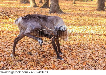 Reindeer (rangifer Tarandus) In The Forest At Autumn