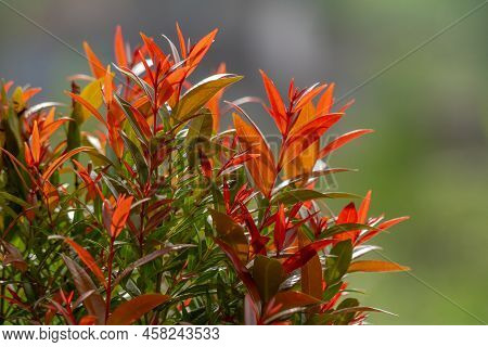 Syzygium Oleina Plants That Have Red Leaf Shoots While The Old Leaves Are Green, Decorate And Shade 