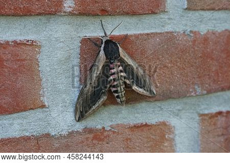 Closeup On The Large Privet Hawk-moth, Sphinx Ligustri , Hanging On A Red Brick Wall In The Garden