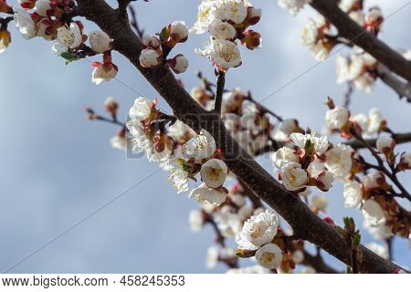 Beautiful White Apricot Tree Blossoms In A Spring Garden. Apricot Tree In Bloom