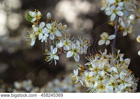 Blackthorn Prunus Spinosa Sloe Plant Shrub White Flower Bloom Blossom Detail Spring Wild Fruit