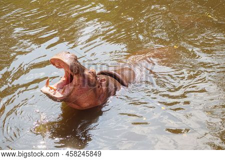 Common Hippopotamus (hippopotamus Amphibius) In The Water