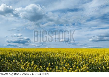 Blooming Yellow Rapseed Canola Field And Blu Sky With White Clouds