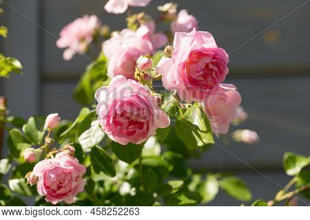 Beautiful Pink Nostalgic Rose In A Garden. Pink Blend Large-flowered Climber. Climbing Pink Rose Jas