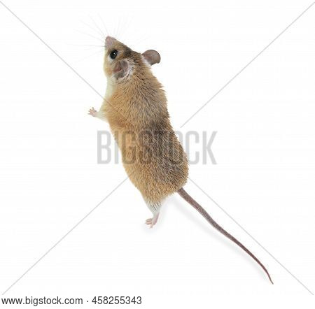Spiny Mouse And Running Ball On White Background