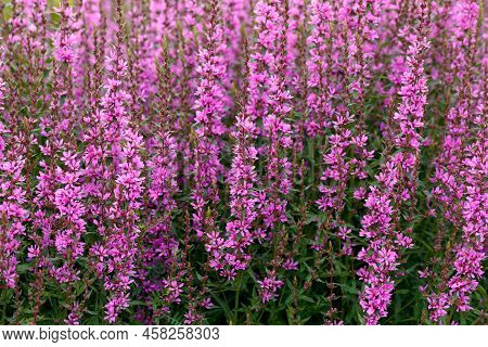 Lythrum Virgatum Dropmore Purple Flowers In Summer Garden.