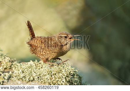 Close Up Of A Shetland Wren (troglodytes Troglodytes Zetlandicus) Calling On A Mossy Rock, Shetland 