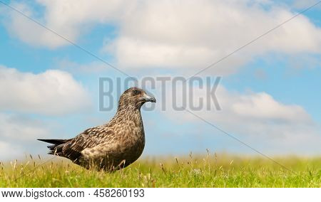 Close Up Of A Great Skua (stercorarius Skua) On Green Grass Against Blue Sky, Shetland Islands, Uk.
