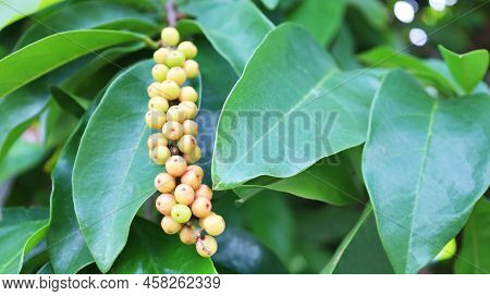 Thai Blueberry Fruit On A Tree. Close-up Of Mhakmao (antidesma Puncticulatum Miq) Thai Fruit Has Det