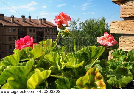 Pink Zonal Geraniums On The Windowsill. Pelargonium Peltatum Is A Species Of Pelargonium Known By Th