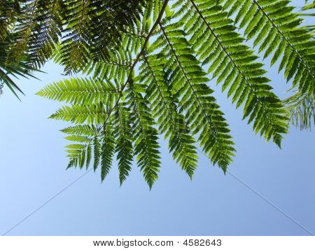 Groene hemel