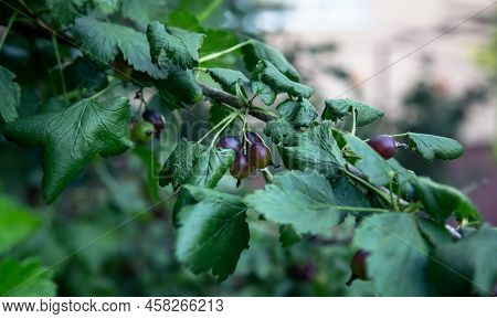 Close-up, Agrus Berries On A Bush Branch.