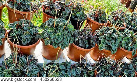 Beautiful Garden Plants Peperomia Caperata Also Known As Green Ripple, Little Fantasy Pepper Etc