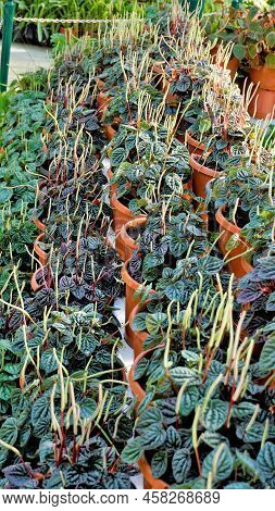 Beautiful Garden Plants Peperomia Caperata Also Known As Green Ripple, Little Fantasy Pepper Etc