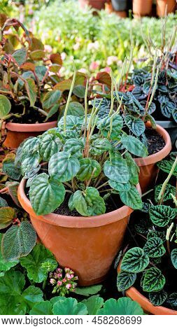 Beautiful Garden Plants Peperomia Caperata Also Known As Green Ripple, Little Fantasy Pepper Etc