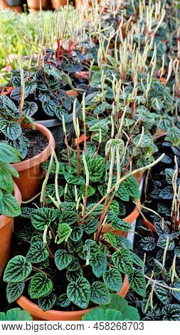 Beautiful Garden Plants Peperomia Caperata Also Known As Green Ripple, Little Fantasy Pepper Etc