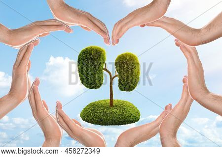 Tree In Shape Of Human Kidneys And People Forming Heart With Their Hands Against Blue Sky, Closeup. 