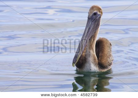 A Pelican