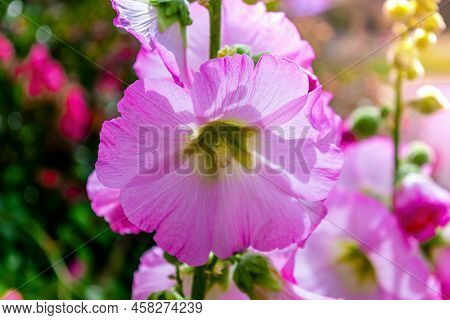 Beautiful Colourful Hollyhocks Alcea Rose Flower. Flowering Plant. Summer Flower.