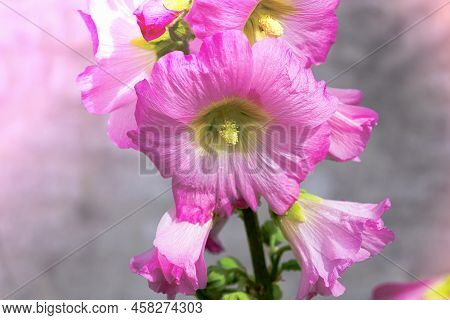 Beautiful Colourful Hollyhocks Alcea Rose Flower. Flowering Plant. Summer Flower.
