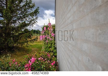 Beautiful Colourful Hollyhocks Alcea Rose Flower On The Background Of The Wall. Flowering Plant.