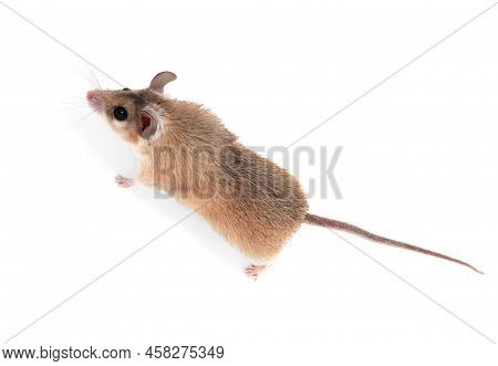 Small Cute Spiny Mouse On White Background