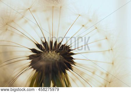 Dandelion Seed Ball With Seeds Close-up. Summer Plant Picture. Airy And Fluffy Background. Light Ill