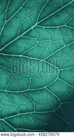 Plant Leaf Closeup. Mosaic Pattern Of Nerve And Veins. Abstract Vertical Background On Vegetable The