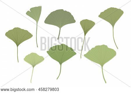 Fresh Ginkgo Leaves Set Flat Style Simple Hand Drawn Vector Illustration, Floral Medicinal Organic D