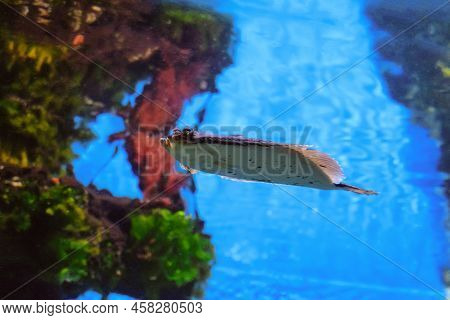 Flounder, Flatfish. Dab Fish Swims Underwater. Ershovatka - Limanda (lat - Limanda Limanda), A Fish 