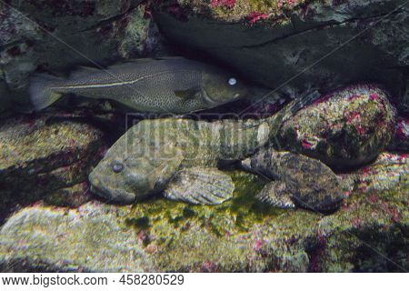 Myoxocephalus Stelleri Tilesius. Kerchak Steller Fish Hiding On A Underwater Stone.