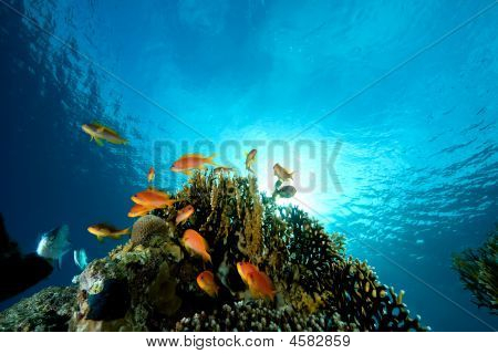 Corales y peces