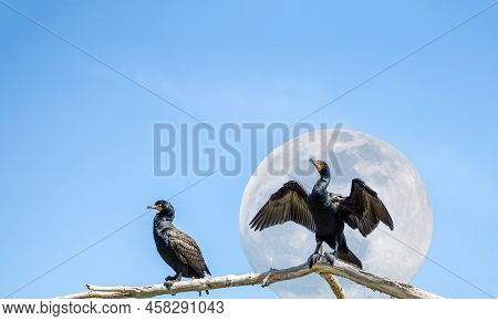 Double-crested Cormorants (nannopterum Auritum) With The Full Moon On The Sky
