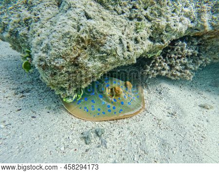 Bluespotted Ribbontail Ray (taeniura Lymma) Species Of Stingray In The Red Sea, Amazing Underwater A