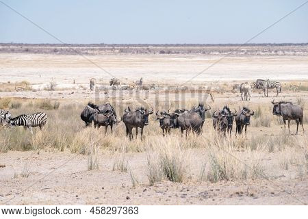Herd Of Gnu Antelopes In Etosha National Park In Namibia