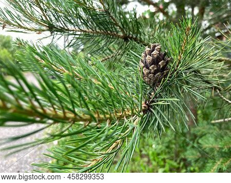 A Young Green Branch Of A Coniferous Plant With A Cone For The Inhabitants Of The Forest, A Beautifu