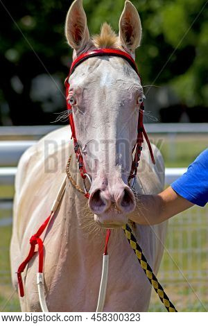 Portrait Of Akhal-teke Horse Before Horse Race.