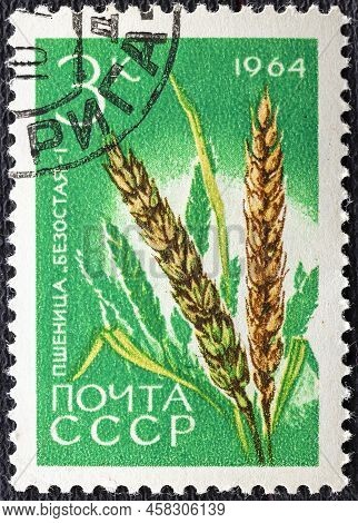 Ussr - Circa 1964: A Stamp Printed In Ussr Russia Shows A Agricultural Crop With Inscription Common 