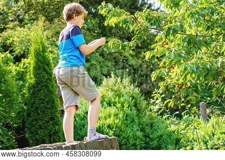 Happy Positive Preteen Boy Picking Cherry Berries From Tree In Domestic Garden. Children And Family 