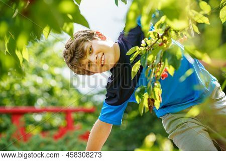 Happy Positive Preteen Boy Picking Cherry Berries From Tree In Domestic Garden. Children And Family 