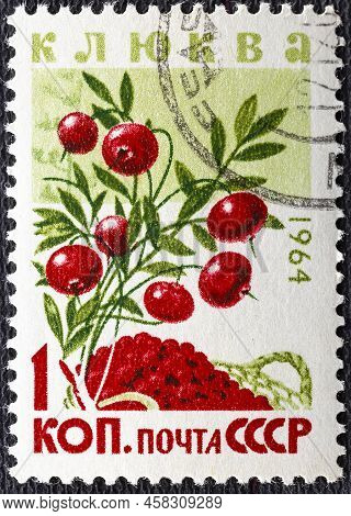 Russia - Circa 1964: A Stamp Printed In The Russia Shows European Cranberries, Oxycoccus, Evergreen 