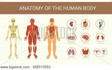 Human Anatomy Educative Poster With Skeleton Internal Organs And Body Systems Flat Vector Illustrati