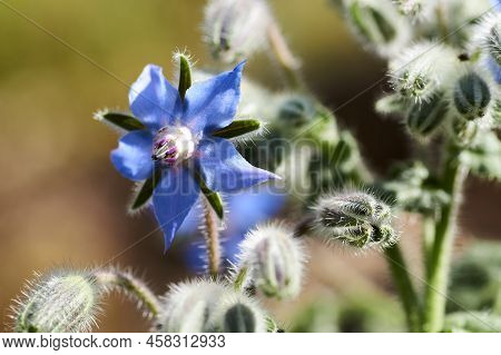 Borage Borago Officinalis , Also Known As A Starflower, Is An Annual Herb In The Flowering Plant Fam