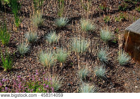 Upright Perennials That Produce Slender, Branching Spires, Which Are Crowded With Buds That Open Slo