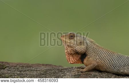 Bearded Dragon Equipped With Armor Of Spiny Reptilian Scales