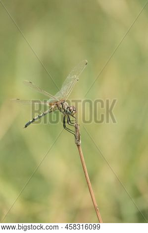 The Long Legged Marsh Glider Or Dancing Drop Wing Is A Species Of Dragonfly