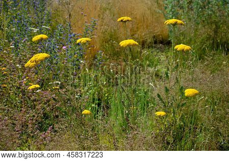 Flowerbed On The Promenade In The Park With Ornamental Perennials. The Edge Is A Curved Curb Of Gran
